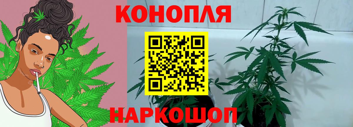 Марихуана сатива Волжский